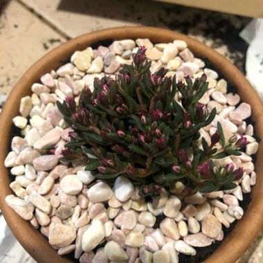 Crassula Schmidtii