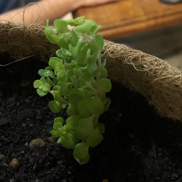 Plant image Sedum Makinoi Ogon