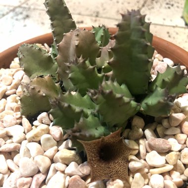 Huernia