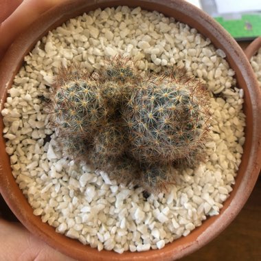 Mammillaria prolifera subsp. texensis