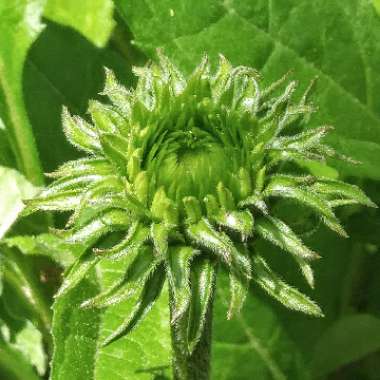 Echinacea purpurea 'Picadores'