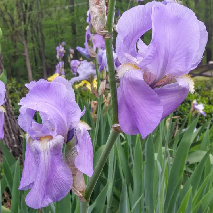 Plant image Iris