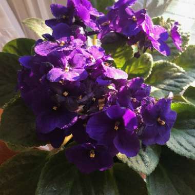 Streptocarpus sect. Saintpaulia  syn. Saintpaulia