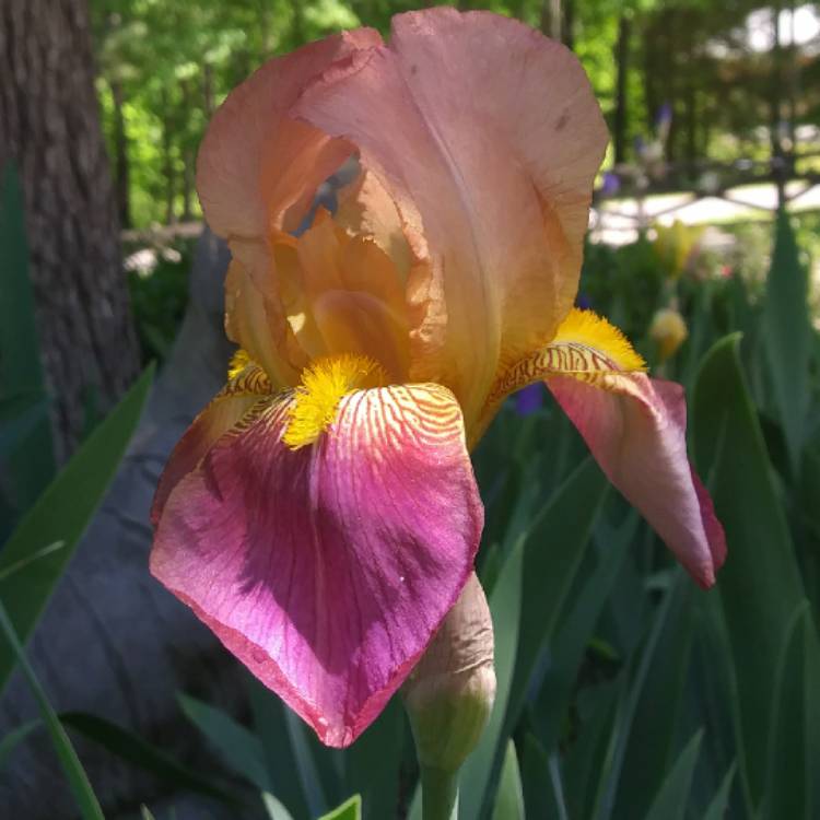 Plant image Iris x germanica 'Indian Chief'