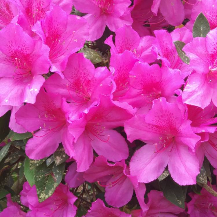 Plant image Rhododendron 'Kermesina'