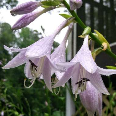 Hosta sieboldiana var. elegans syn. Hosta glauca, Hosta 'Elegans'