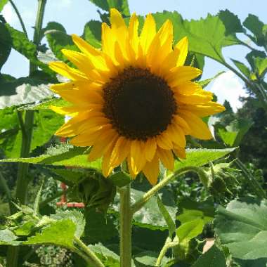 Helianthus annuus