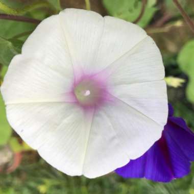 Ipomoea