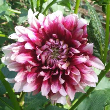 Dahlia 'Patches' (Decorative)