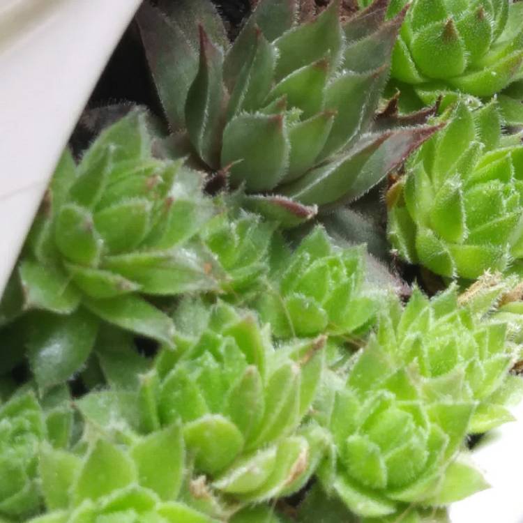 Plant image Sempervivum Jovibarba Allionii