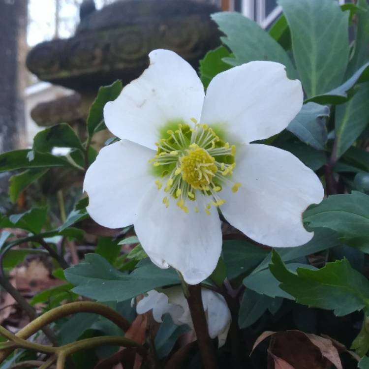 Plant image Helleborus x nigercors 'Emma'