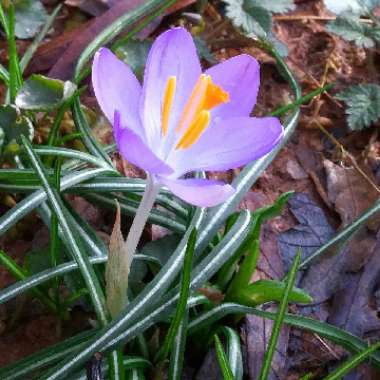 Crocus vernus 'Vanguard'