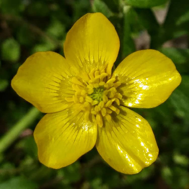 Plant image Ranunculus repens