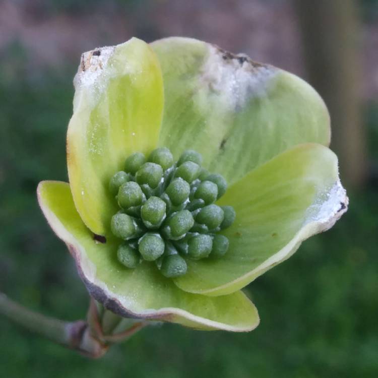 Plant image Cornus Ormonde