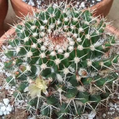 Mammillaria karwinskiana 'Nejapensis'