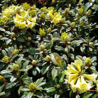 Rhododendron 'Cowslip'