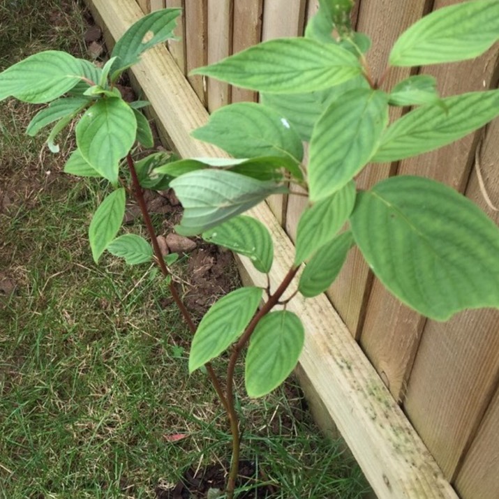 Plant image Cornus sanguinea