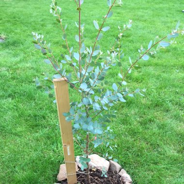 Eucalyptus 'Pulverulenta'