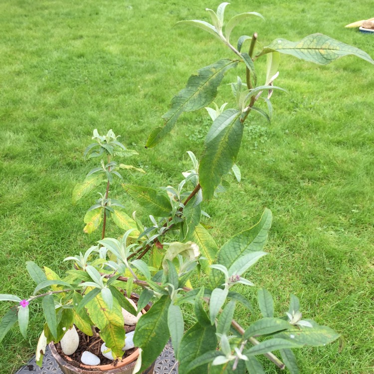 Plant image Buddleja davidii 'Harkstead Indigo' (Buzz Series) syn. Buddleja davidii 'Buzz Indigo'