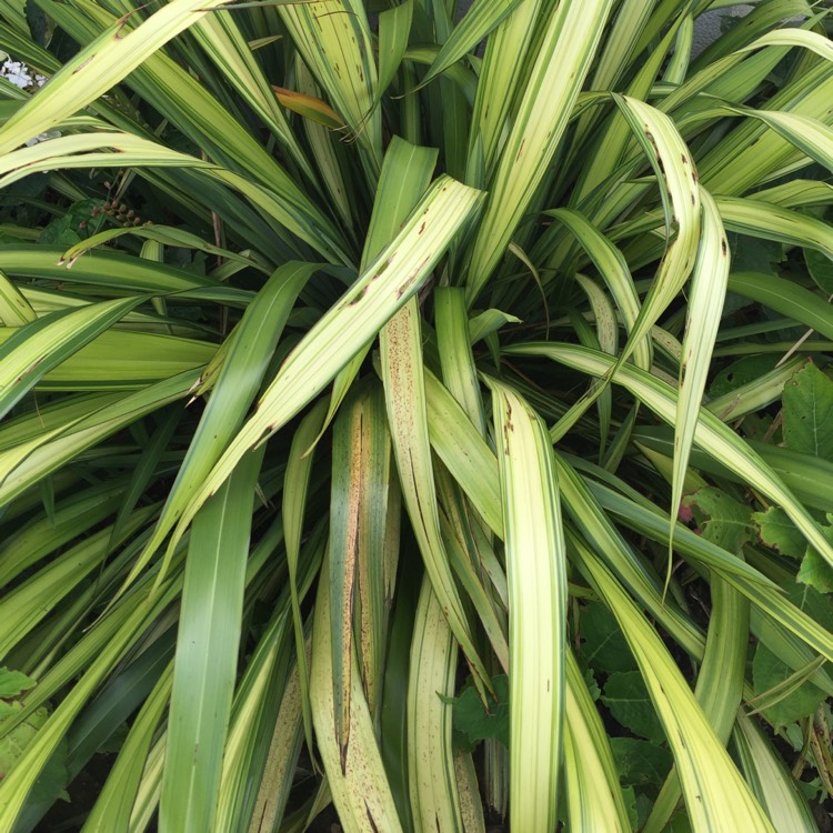 Plant image Carex oshimensis 'Evergold'