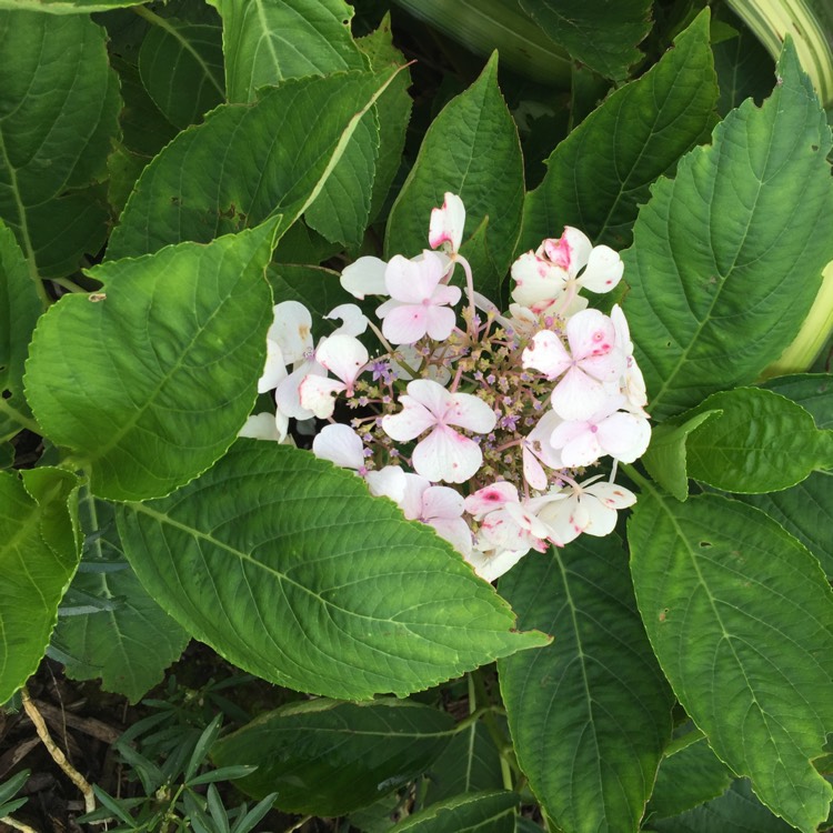 Plant image Hydrangea macrophylla 'Blaumeise'