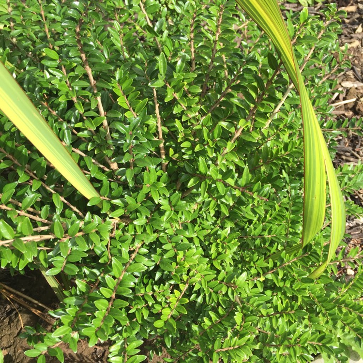 Plant image Lonicera ligustrina 'Elegant' syn. Lonicera nitida 'Elegant'