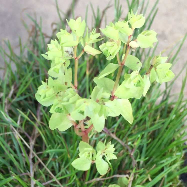 Plant image Euphorbia oblongata