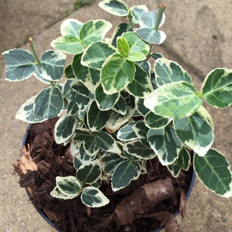 Plant image Euonymus fortunei 'Emerald 'n' Gold'