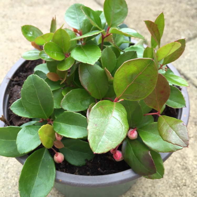 Plant image Gaultheria mucronata 'White'