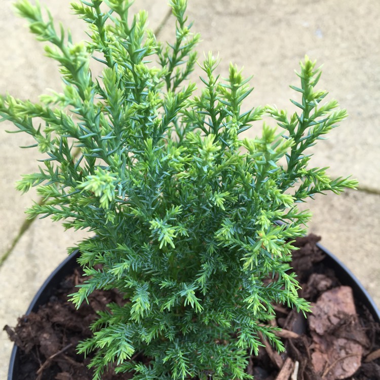 Plant image x Cuprocyparis leylandii