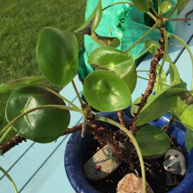 Pilea peperomioides