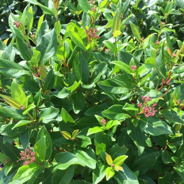 Viburnum davidii