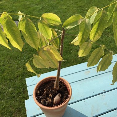 Theobroma Cacao