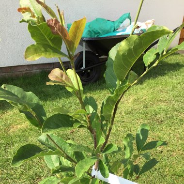 Magnolia x loebneri 'Leonard Messel'