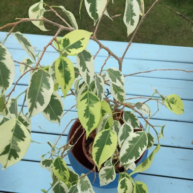 Ficus benjamina 'Starlight'