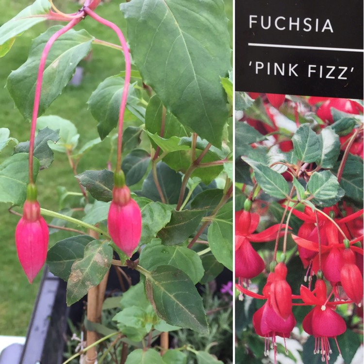 Plant image Fuchsia 'Pink Fizz'