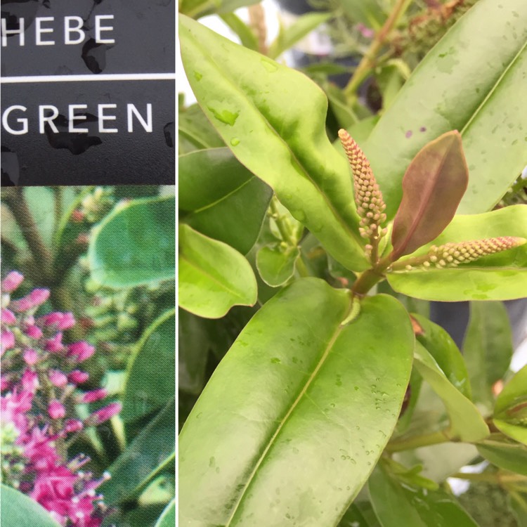 Plant image Hebe 'Emerald Green' syn. Hebe 'Green Globe'