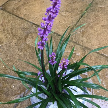 Liriope muscari 'Moneymaker'