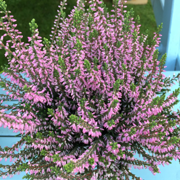 Plant image Calluna vulgaris 'Pink Madonna' (Garden Girls Series)