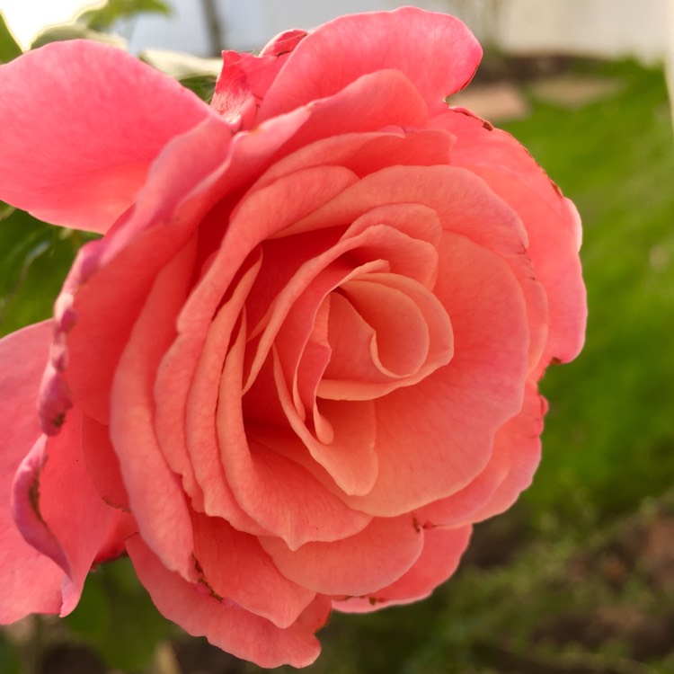 Plant image Rosa 'Tickled Pink'