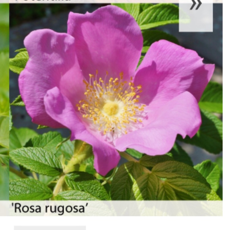 Plant image Rosa rugosa 'Pink'