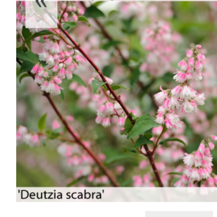 Plant image Deutzia scabra