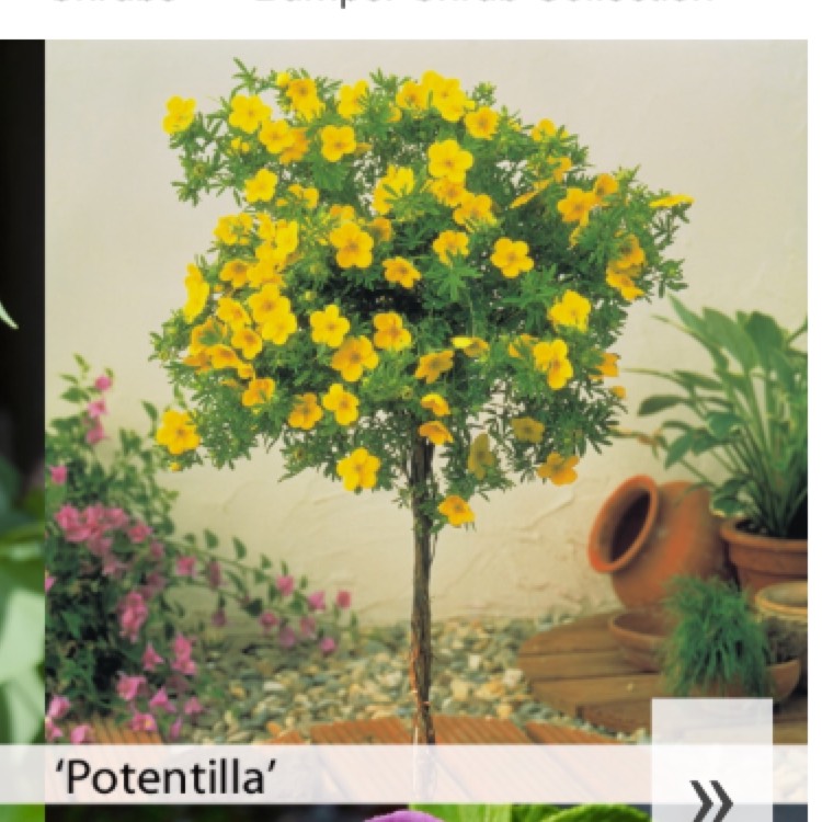 Plant image Potentilla fruticosa