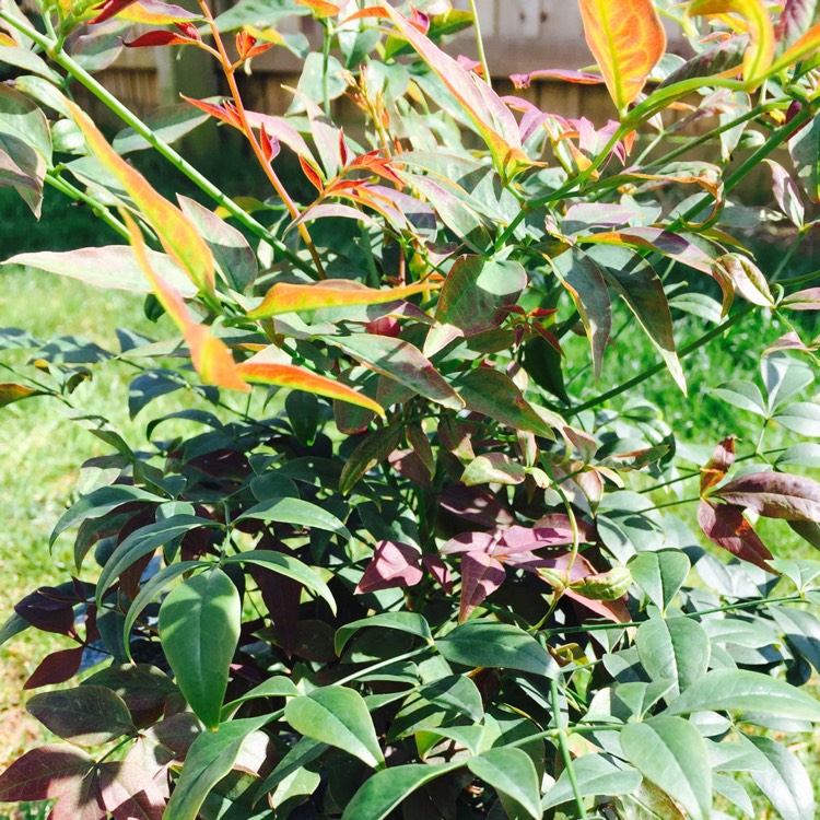 Plant image Nandina Domestica 'Woods Dwarf'