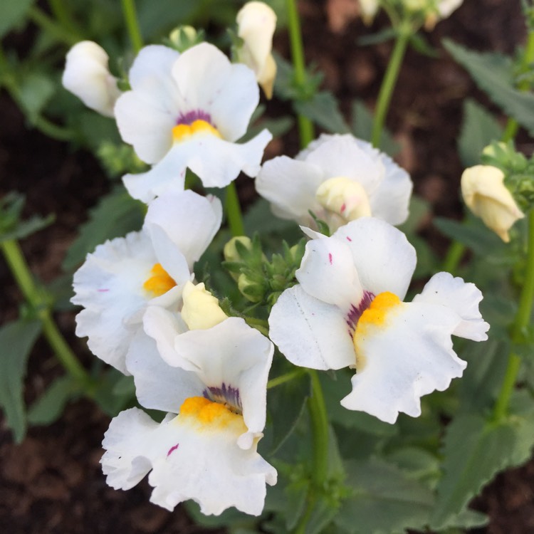 Plant image Nemesia fruticans 'Mareto White'