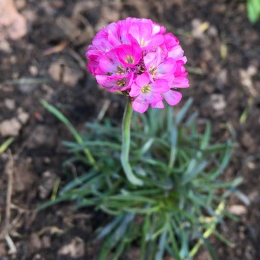 Armeria Rubrifolia