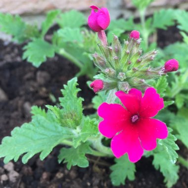 Verbena 'Venturi® Rose'