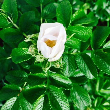 Rosa rugosa 'Alba'