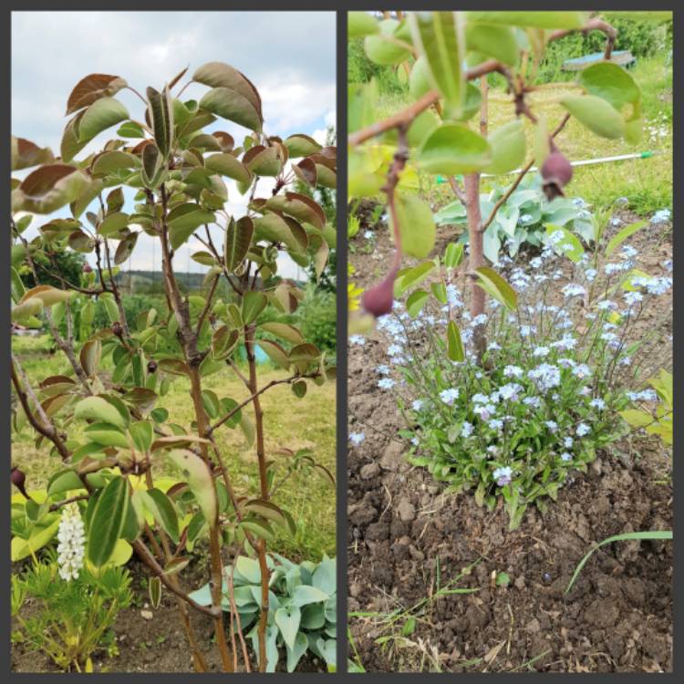 Plant image Pyrus communis 'Williams Bon Chretien' syn. Pyrus communis 'William'