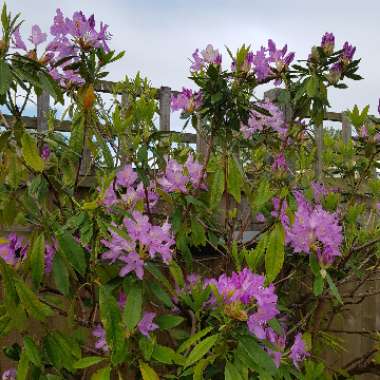 Rhododendron  (Azalea Varieties)